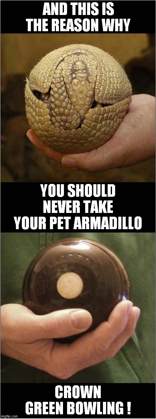 Exotic Pet Or Bowling Ball ? | AND THIS IS THE REASON WHY; YOU SHOULD NEVER TAKE YOUR PET ARMADILLO; CROWN GREEN BOWLING ! | image tagged in armadillo,bowling ball,mistaken identity | made w/ Imgflip meme maker