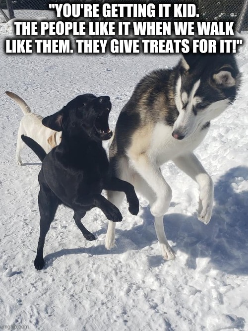 "YOU'RE GETTING IT KID. THE PEOPLE LIKE IT WHEN WE WALK LIKE THEM. THEY GIVE TREATS FOR IT!" | image tagged in funny,funny dogs,funny meme,funny animal meme | made w/ Imgflip meme maker