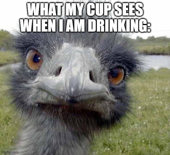 Cold Stare of Ostrich | WHAT MY CUP SEES WHEN I AM DRINKING: | image tagged in cold stare of ostrich | made w/ Imgflip meme maker