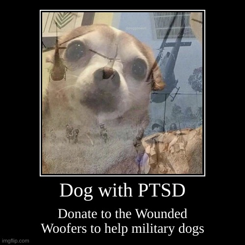 PTSD Doggo Ad | image tagged in funny,demotivationals | made w/ Imgflip demotivational maker
