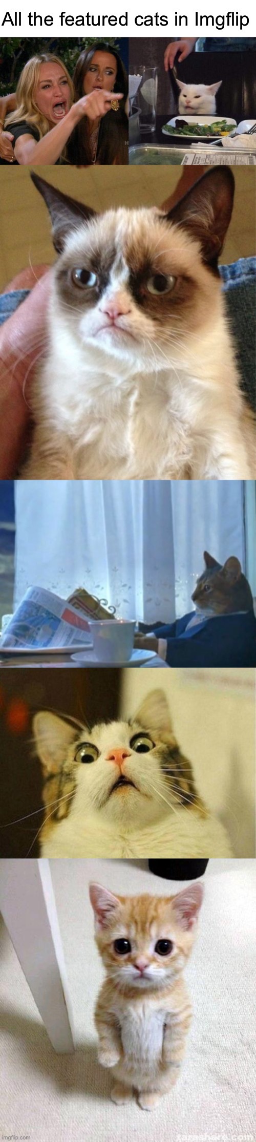 The 50 Most Popular Cat Memes Today - bettermeow