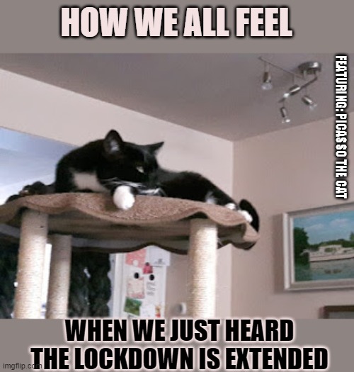 How we all feel when we just heard the lockdown is extended | HOW WE ALL FEEL; FEATURING: PICASSO THE CAT; WHEN WE JUST HEARD
THE LOCKDOWN IS EXTENDED | image tagged in lolcat,memes,lockdown | made w/ Imgflip meme maker