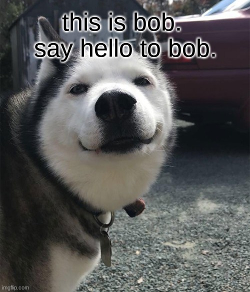 bob. | this is bob. 
say hello to bob. | image tagged in husky | made w/ Imgflip meme maker