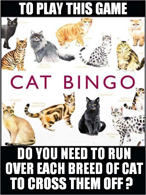 This Game Is Not For Cat Lovers ! | TO PLAY THIS GAME; DO YOU NEED TO RUN OVER EACH BREED OF CAT; TO CROSS THEM OFF ? | image tagged in dark humour,running over,cats | made w/ Imgflip meme maker