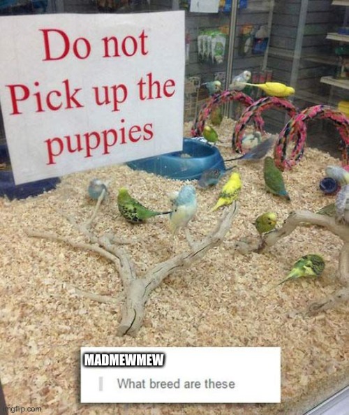 ... | MADMEWMEW | image tagged in i have no idea what i am doing | made w/ Imgflip meme maker