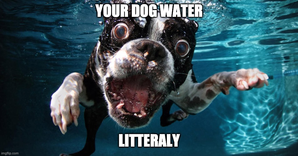 DOGWATER | YOUR DOG WATER; LITTERALY | image tagged in bad pun dog | made w/ Imgflip meme maker