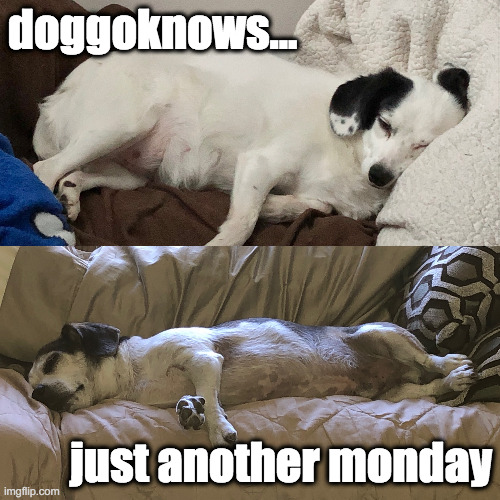 doggoknows... Mondays | doggoknows... just another monday | image tagged in doggo,mondays,i hate mondays,funny memes,doggoknows | made w/ Imgflip meme maker
