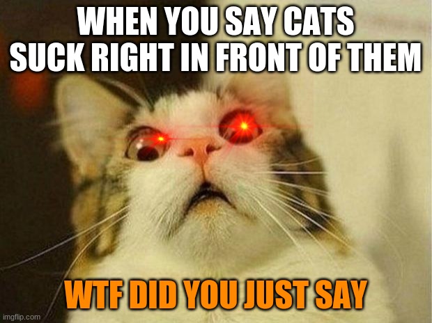 MAD CAT | WHEN YOU SAY CATS SUCK RIGHT IN FRONT OF THEM; WTF DID YOU JUST SAY | image tagged in memes,scared cat | made w/ Imgflip meme maker