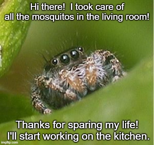 Misunderstood Spider | Hi there!  I took care of all the mosquitos in the living room! Thanks for sparing my life!  I'll start working on the kitchen. | image tagged in misunderstood spider | made w/ Imgflip meme maker