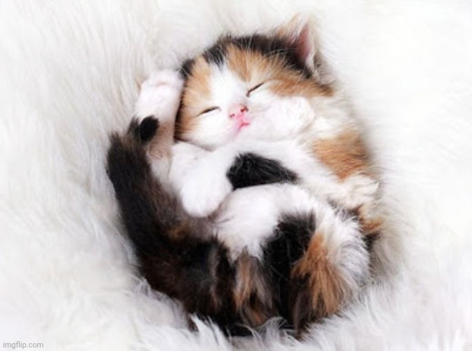 Sleeping kitty | image tagged in sleeping kitty | made w/ Imgflip meme maker
