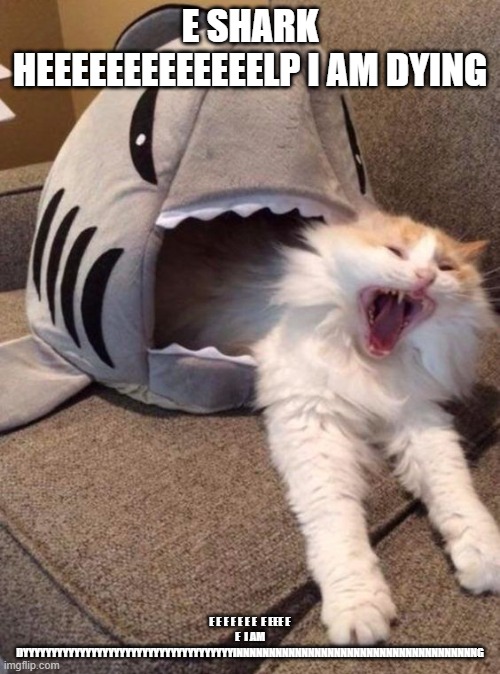 Shark cat | E SHARK HEEEEEEEEEEEEELP I AM DYING E E E E E E E  E EEE E E  I AM DYYYYYYYYYYYYYYYYYYYYYYYYYYYYYYYYYYYYYINNNNNNNNNNNNNNNNNNNNNNNNNNNNNNNNNN | image tagged in shark cat | made w/ Imgflip meme maker