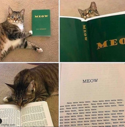 Chapter: 'Meow' was a thriller. | image tagged in cats,funny,memes,books | made w/ Imgflip meme maker