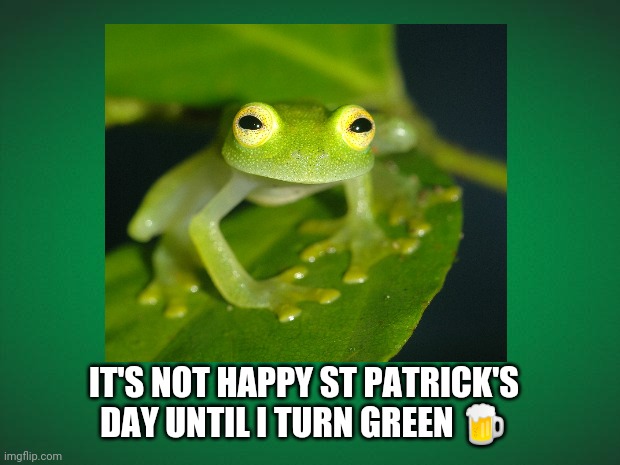Happy St Patrick's Day | IT'S NOT HAPPY ST PATRICK'S DAY UNTIL I TURN GREEN 🍺 | image tagged in happy st patrick's day,funny,frog,beer,green,drinking | made w/ Imgflip meme maker