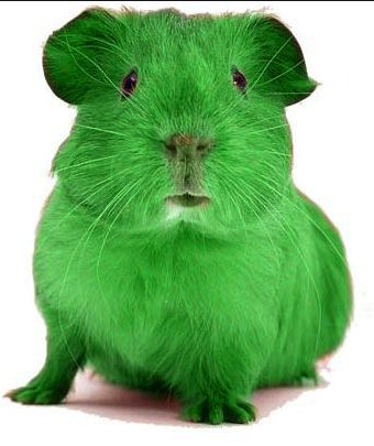 High Quality Green Guinea Pig Blank Meme Template