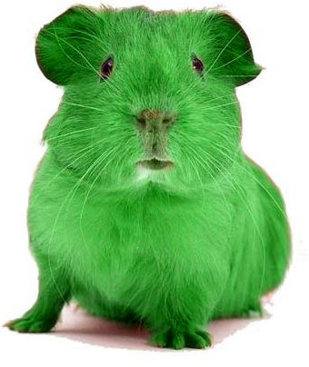 Green Guinea Pig Blank Meme Template