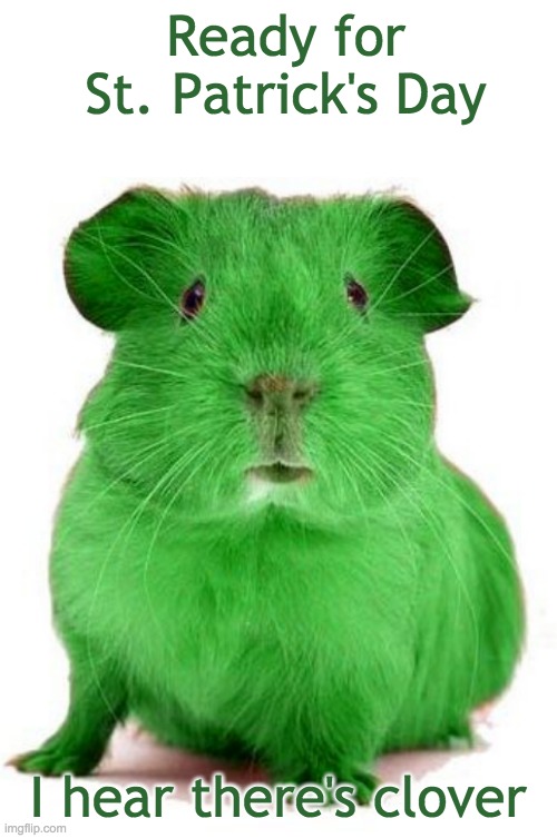 Green pig! | Ready for St. Patrick's Day; I hear there's clover | image tagged in green guinea pig,holidays,green,st patrick's day | made w/ Imgflip meme maker