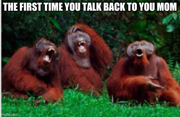 funny animals | THE FIRST TIME YOU TALK BACK TO YOU MOM | image tagged in funny | made w/ Imgflip meme maker