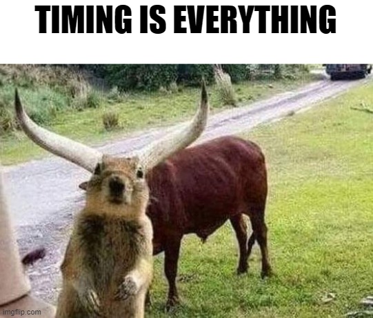 TIMING IS EVERYTHING | made w/ Imgflip meme maker