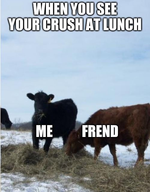 cows funny | WHEN YOU SEE YOUR CRUSH AT LUNCH; ME           FREND | image tagged in funny | made w/ Imgflip meme maker