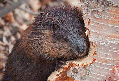 High Quality Beaver's art project Blank Meme Template