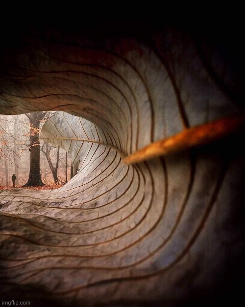 Leaf View. Photo credit: William Smith | image tagged in autumn leaves,beautiful nature | made w/ Imgflip meme maker