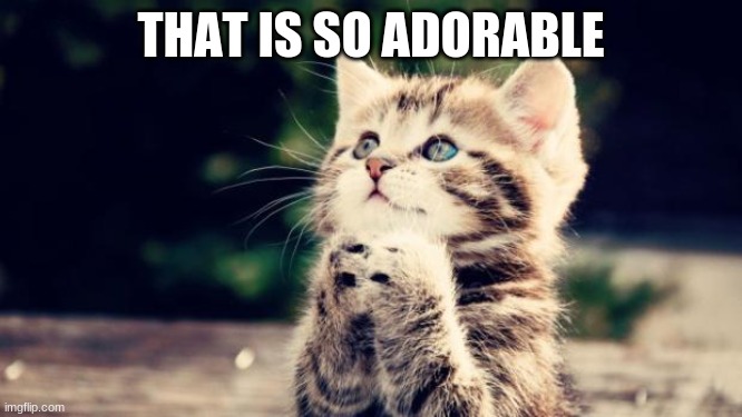 Cute kitten | THAT IS SO ADORABLE | image tagged in cute kitten | made w/ Imgflip meme maker
