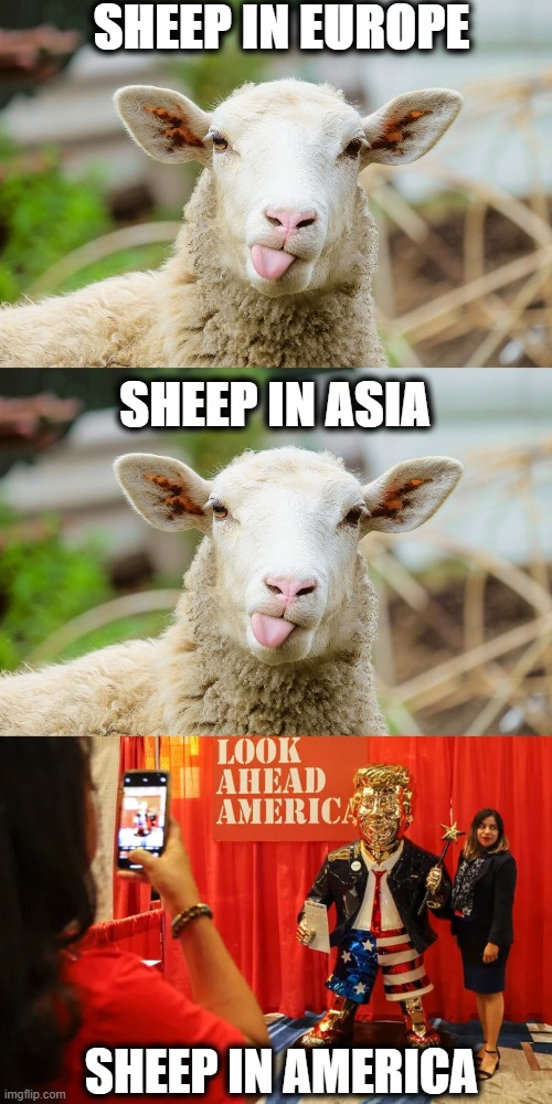 Sheep Sheep Sheep | SHEEP IN EUROPE; SHEEP IN ASIA; SHEEP IN AMERICA | image tagged in usa,donald trump,gold statue,trump,gold | made w/ Imgflip meme maker