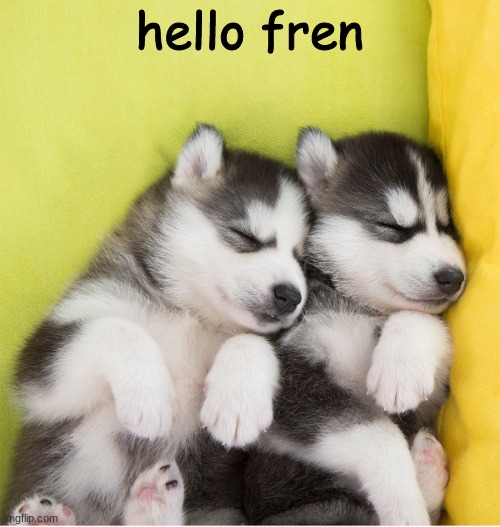 hello fren | image tagged in the cute huskies | made w/ Imgflip meme maker