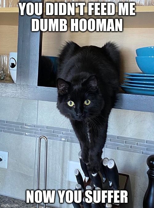 Dumb Hooman | YOU DIDN'T FEED ME
DUMB HOOMAN; NOW YOU SUFFER | image tagged in you didn't feed me | made w/ Imgflip meme maker