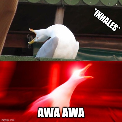 BOY seagull | *INHALES* AWA AWA | image tagged in boy seagull | made w/ Imgflip meme maker