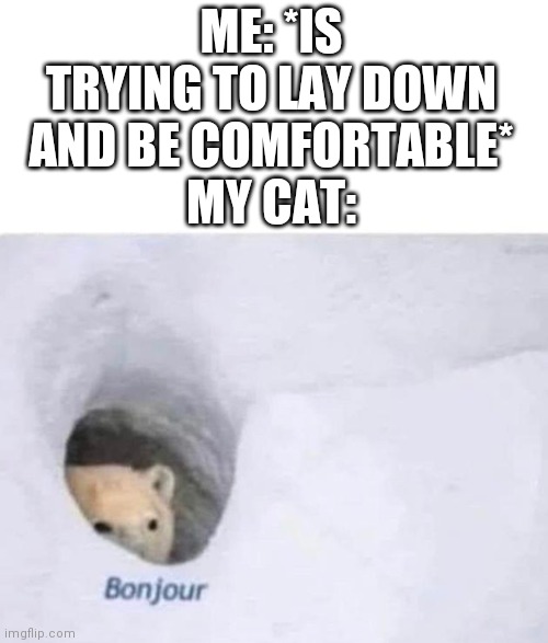 Bonjour | ME: *IS TRYING TO LAY DOWN AND BE COMFORTABLE*
MY CAT: | image tagged in bonjour | made w/ Imgflip meme maker