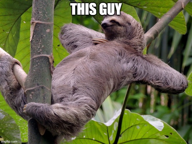 Lazy Sloth | THIS GUY | image tagged in lazy sloth | made w/ Imgflip meme maker