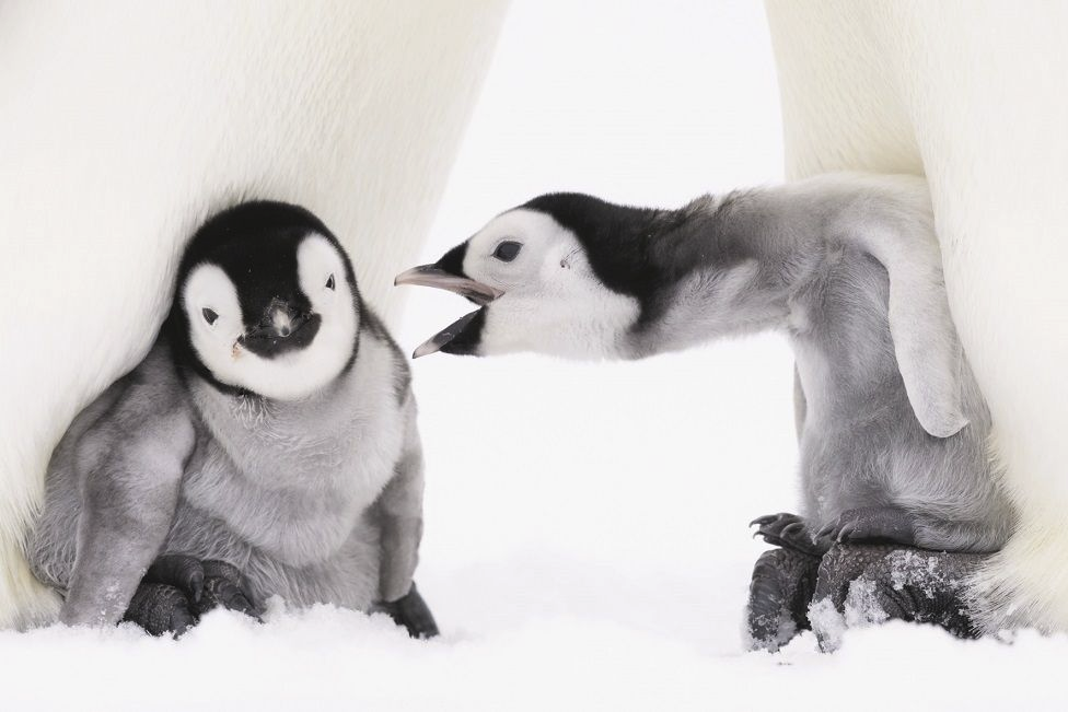 Yelling baby penguin Blank Meme Template