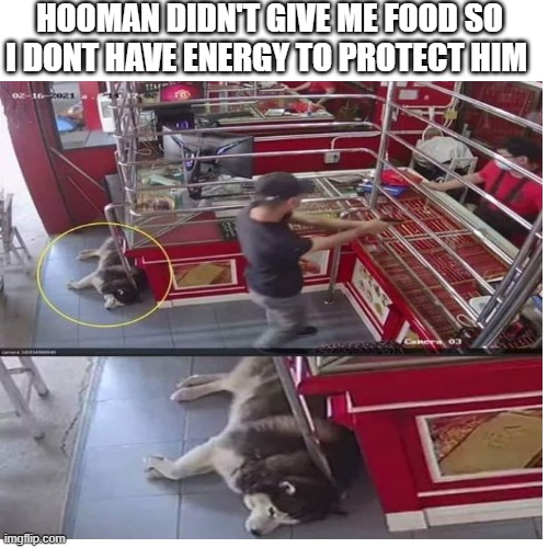 HOOMAN DIDN'T GIVE ME FOOD SO I DONT HAVE ENERGY TO PROTECT HIM | image tagged in blank transparent square | made w/ Imgflip meme maker