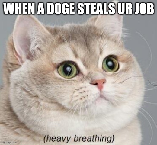 Heavy Breathing Cat Meme | WHEN A DOGE STEALS UR JOB | image tagged in memes,heavy breathing cat | made w/ Imgflip meme maker