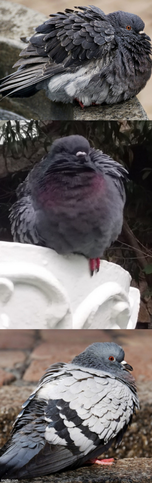 here's some fluffy Pigeons to make your day better | image tagged in hi | made w/ Imgflip meme maker