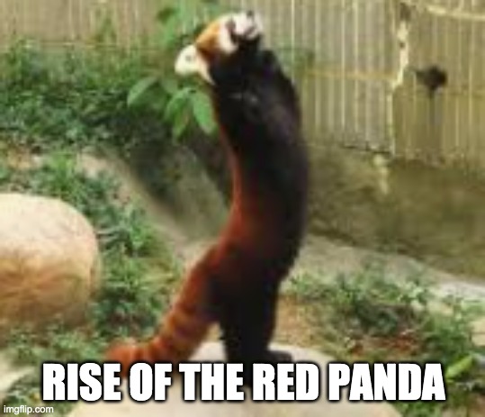 RISE OF THE RED PANDA | RISE OF THE RED PANDA | image tagged in the rise of skywalker,red panda | made w/ Imgflip meme maker