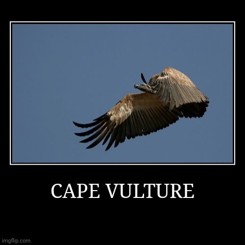 Cape Vulture | image tagged in demotivationals,vulture | made w/ Imgflip demotivational maker