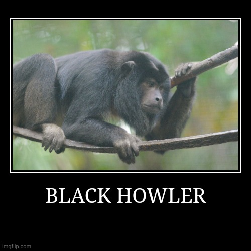 Black Howler | image tagged in demotivationals,monkey | made w/ Imgflip demotivational maker