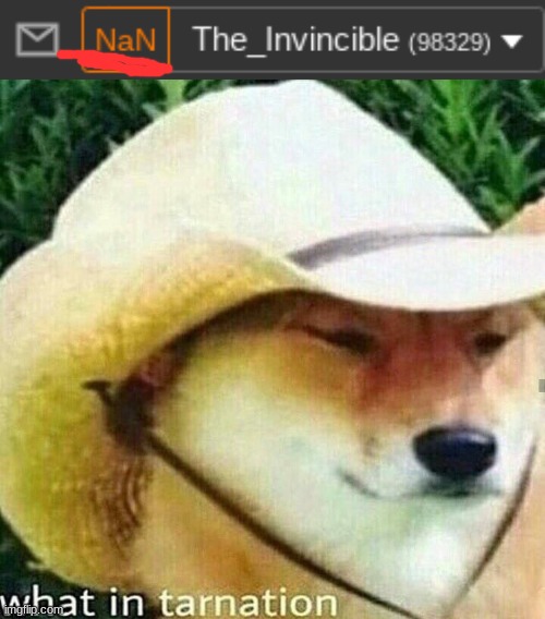 Someone explain? | image tagged in what in tarnation dog,imgflip,notifications | made w/ Imgflip meme maker
