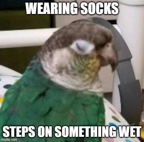 Blinking Bird | WEARING SOCKS; STEPS ON SOMETHING WET | image tagged in blinking bird | made w/ Imgflip meme maker