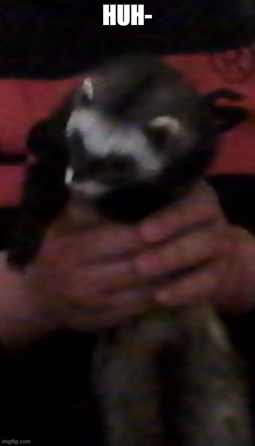 tall ferret | HUH- | image tagged in tall ferret | made w/ Imgflip meme maker