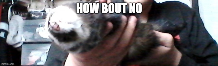 long upside down ferret | HOW BOUT NO | image tagged in long upside down ferret | made w/ Imgflip meme maker