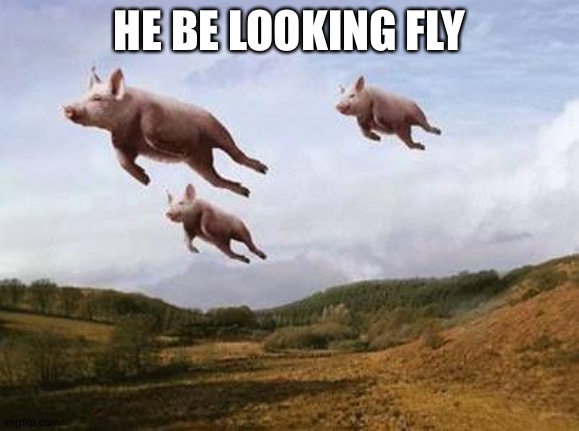 Pigs Fly | HE BE LOOKING FLY | image tagged in pigs fly | made w/ Imgflip meme maker
