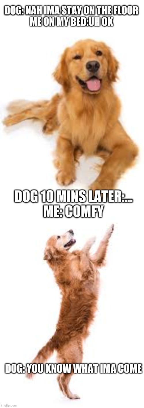 anoying dog | DOG: NAH IMA STAY ON THE FLOOR 

ME ON MY BED:UH OK; DOG 10 MINS LATER:...
ME: COMFY; DOG: YOU KNOW WHAT IMA COME | image tagged in dogs,dog,dad joke dog | made w/ Imgflip meme maker