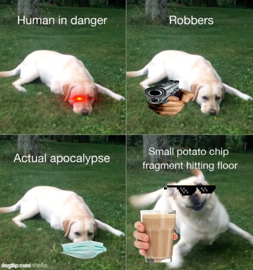 dog | image tagged in dogs | made w/ Imgflip meme maker