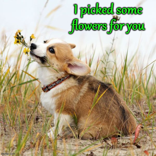 I picked some flowers for you | image tagged in dogs | made w/ Imgflip meme maker