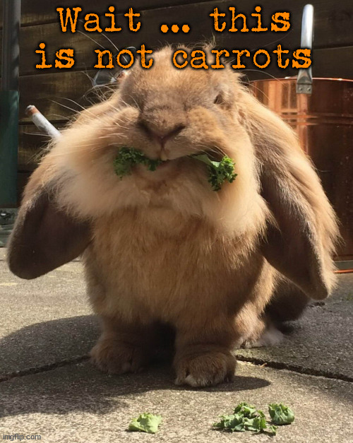 Wait ... this is not carrots | image tagged in bunnies | made w/ Imgflip meme maker
