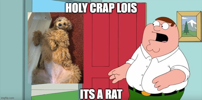 Holy crap Lois its x | HOLY CRAP LOIS; ITS A RAT | image tagged in holy crap lois its x | made w/ Imgflip meme maker
