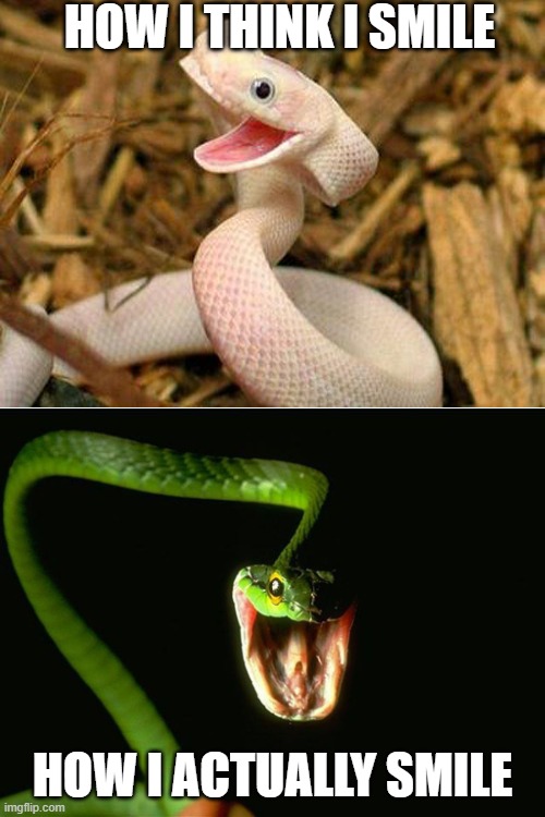 happy snake |  HOW I THINK I SMILE; HOW I ACTUALLY SMILE | image tagged in happy snake | made w/ Imgflip meme maker